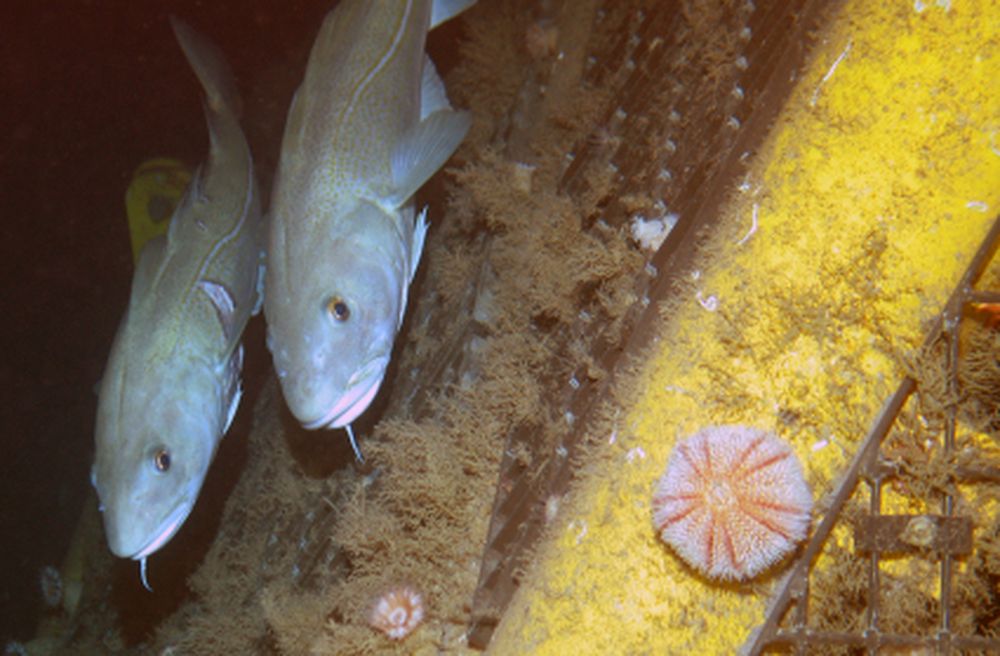 Observations of cod on artificial structure in the NE Atlantic